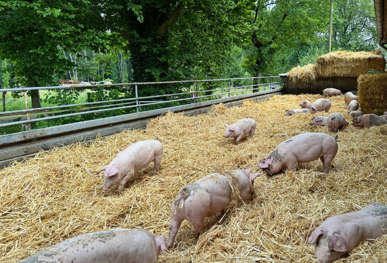 Foto der Schweinehaltung im Außenbereich eines "Aktivstalls"